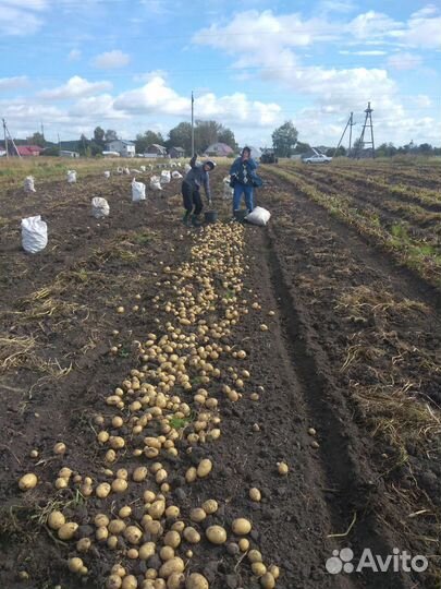 Продам картофель, продовольственный, от частника