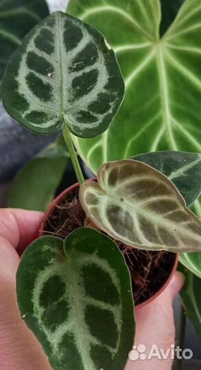 Антуриумы декоративно-лиственные