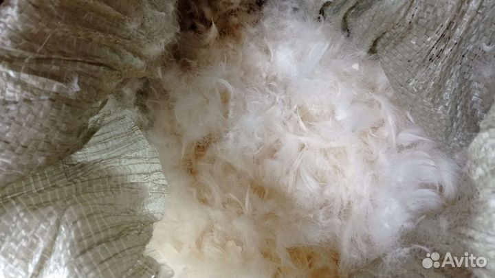 Пух перо гусиное