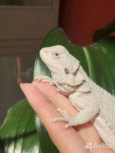 Бородатые агамы зеро