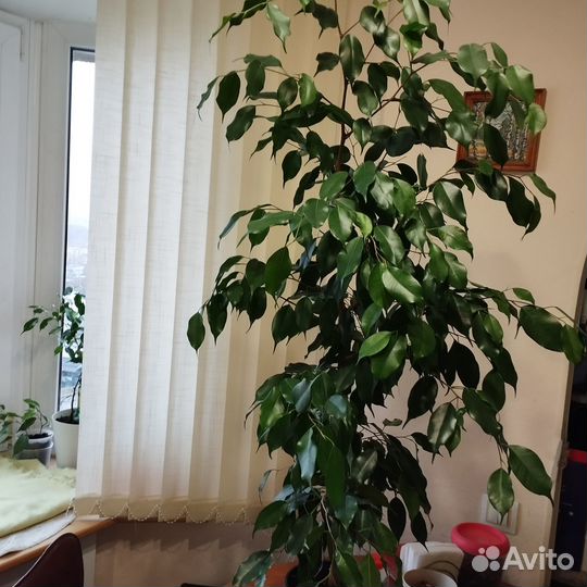 Фикус Бенджамина