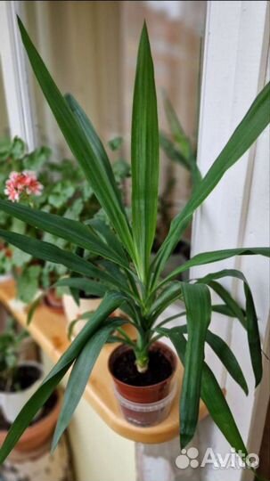 Пальма юкка