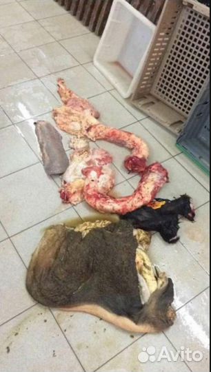 Обрезь говяжья