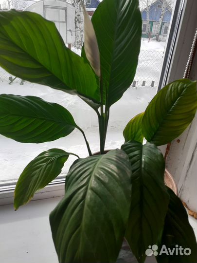 Комнатные цветы