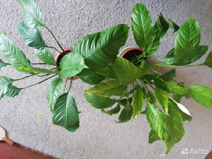 Спатифиллум комнатное растение