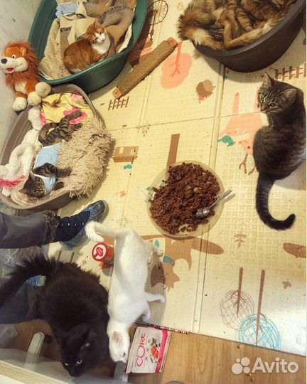 Кошки в добрые руки бесплатно