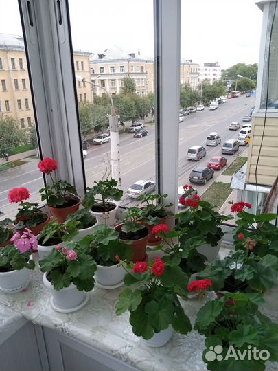 Герани и пеларгонии