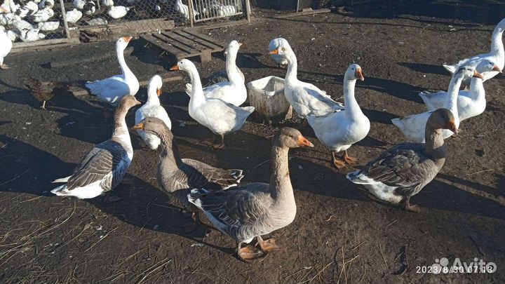 Гуси 2024 г.в