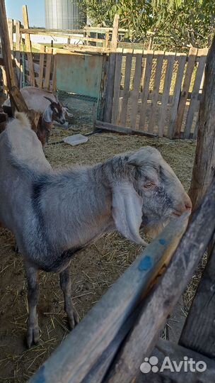 Нубийский козел