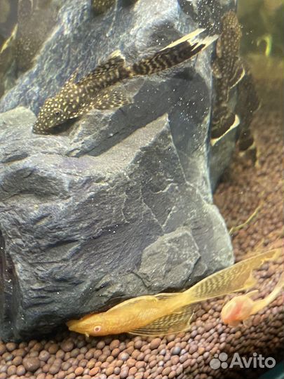 Сомики анциструсы вуалевые