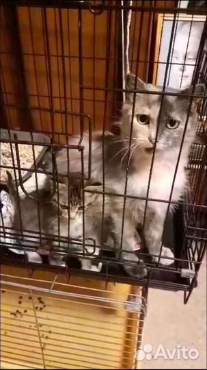 Кошечка Софа 2 года стерильная