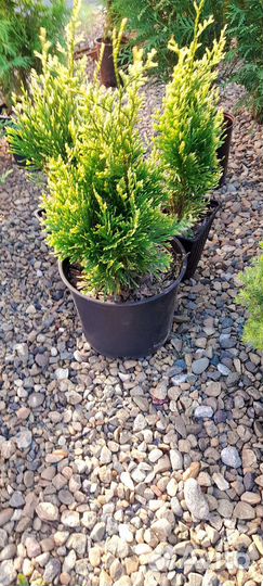 Хвойные и декоративные растения