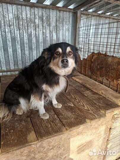 Собака в добрые руки отдам бесплатно