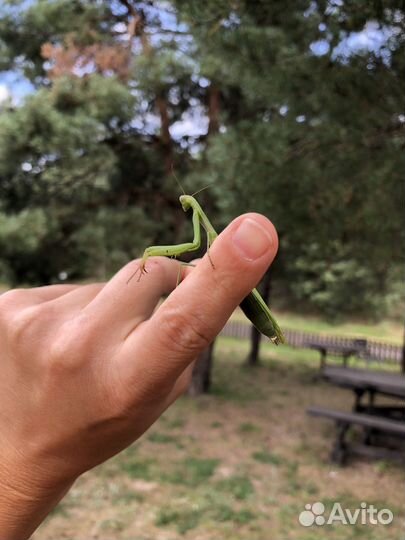 Зеркальный фотоаппарат nikon d3000