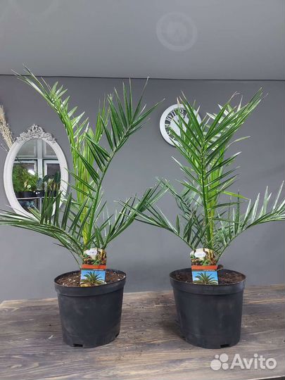 Финиковая пальма, Финик Канарский