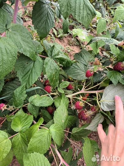 Ремонтантная малина Полька и Полана