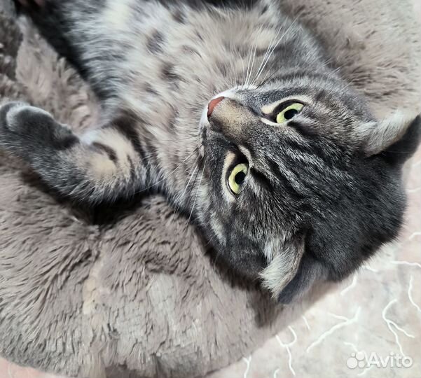 Лежанка для собак и кошек