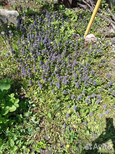 Яснотка и живучка пурпурная почвопокровная многол