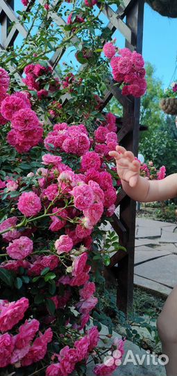 Роза плетистая