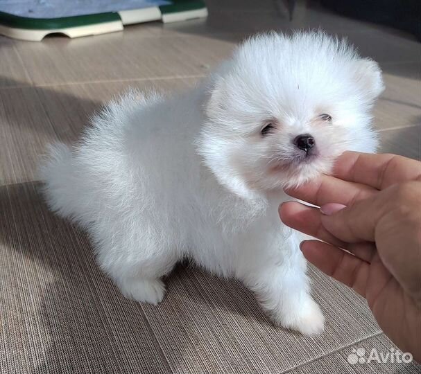 Мишки померанци