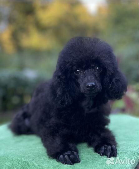 Пудель той тикап