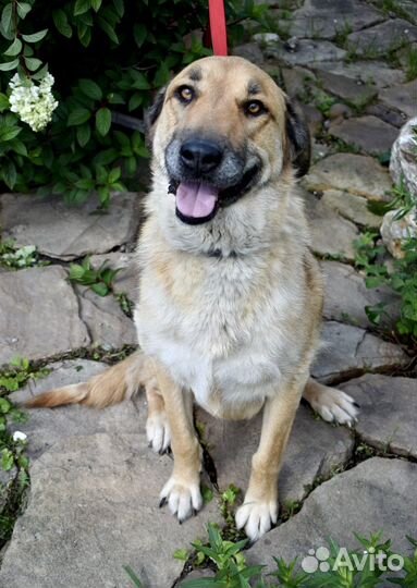 Очаровательная собака-улыбака Маня 2 года