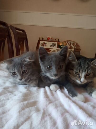 Британская кошка в дар