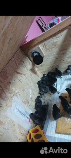 Инкубационное яйцо пород ухейлюй,марана,брама