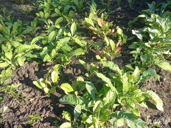 Рассада Энотера (Ночная свеча)