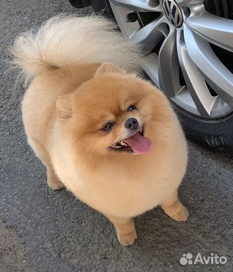 Померанский шпиц вязка кобель