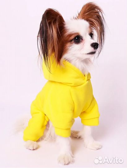 Спортивный костюм для собак