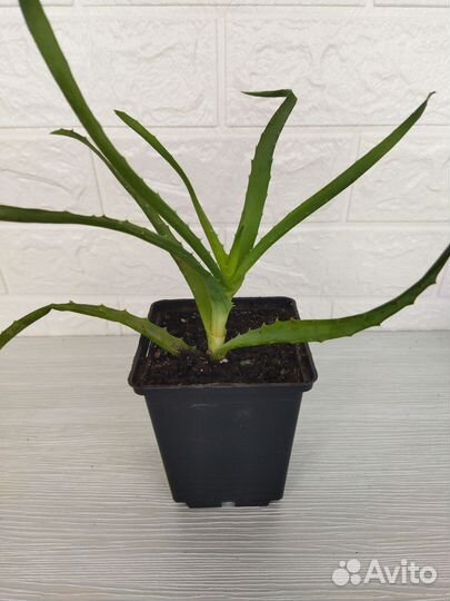 Алоэ (Столетник) лечебное от 1 года