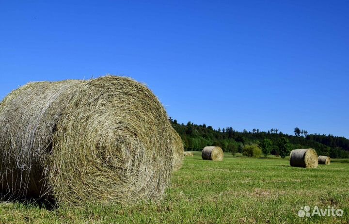 Сено люцерны в рулонах
