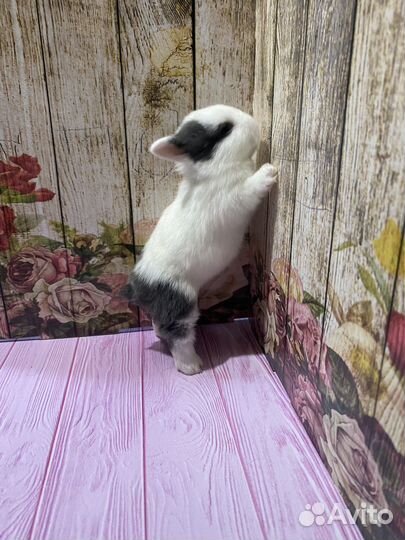 Карликовые крольчата