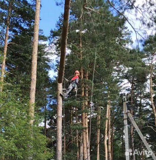 Спилить дерево