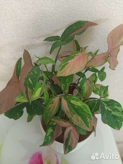 Эпипремнум, Сингониум, Филодендрон