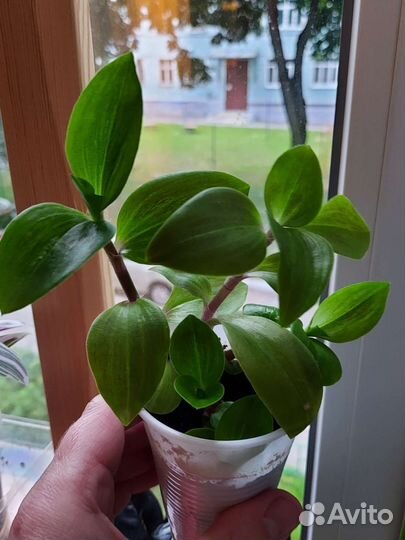 Традесканция