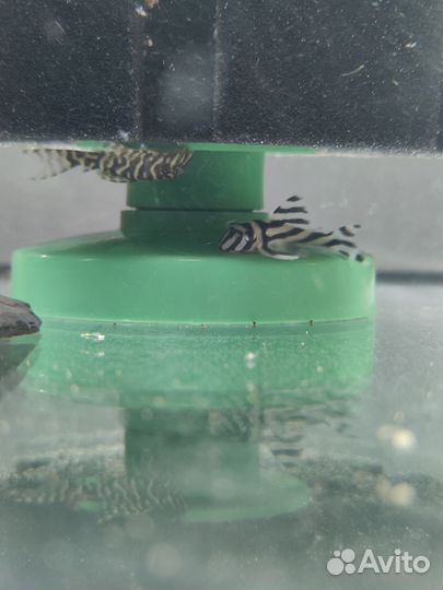 Элитные L-сомы L-046/236