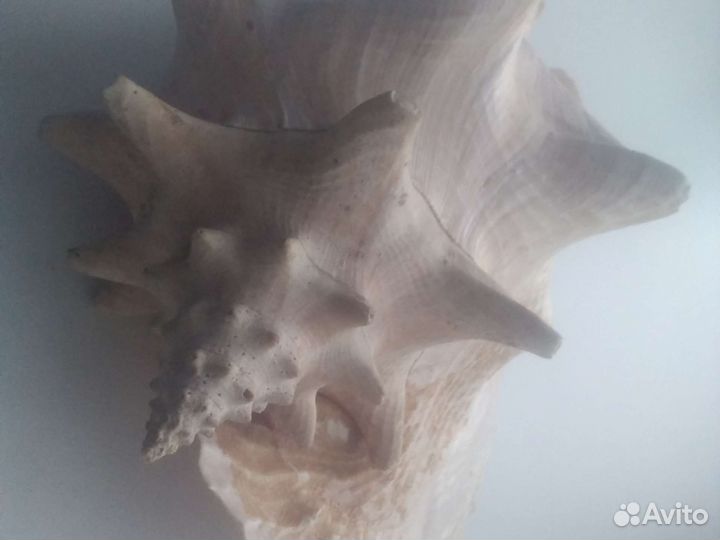 Ракушка Раковина морская