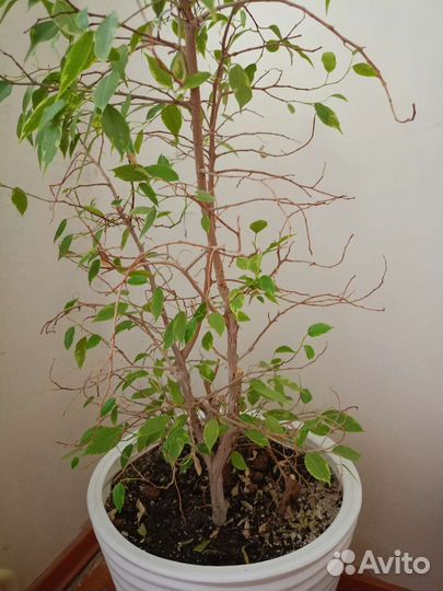 Фикус бенджамина большой