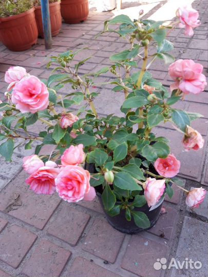 Бальзамины махровые