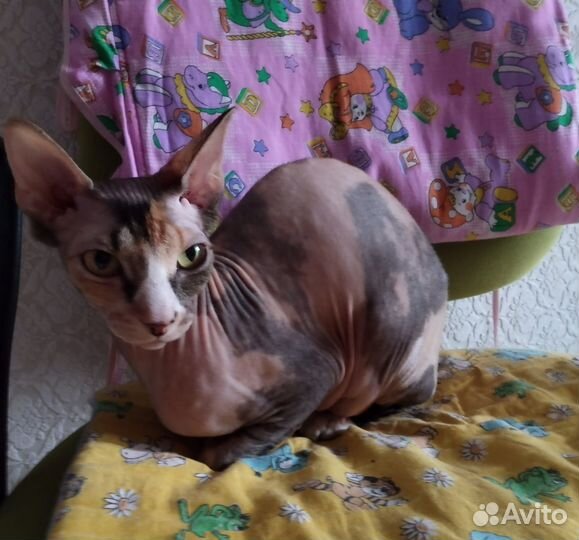 Продам шикарную девочку