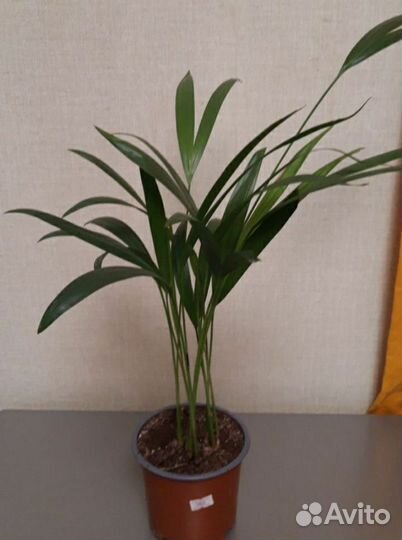 Пальма Арека