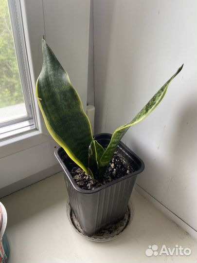 Сансевиерия