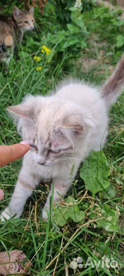 Безумно красивые котята ищут дом