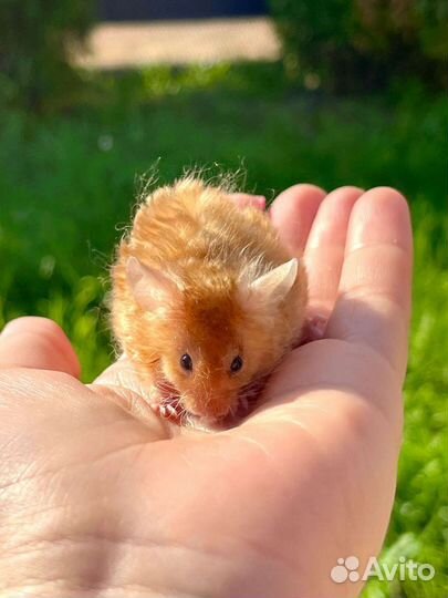 Мышонок тексельный, кудрявый