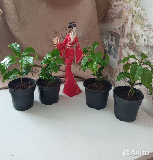 Кофейное деревце арабика - саженцы