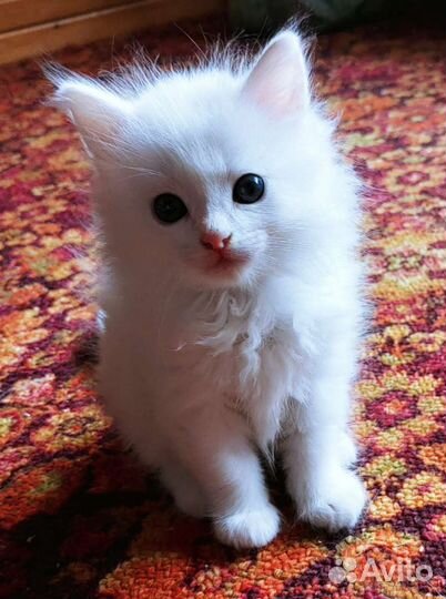 Котята турецкой ангоры