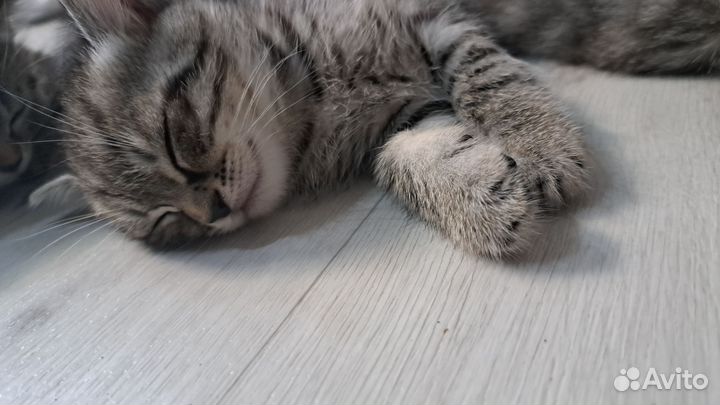Шатланские котята