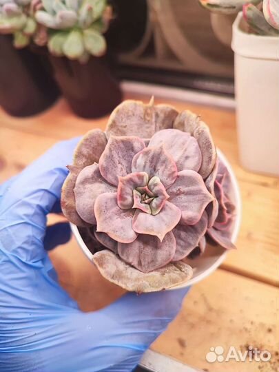 Echeveria marble